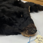 Black Bear 6.7 1/2FT For Taxidermy