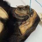 Black Bear 6.7 1/2FT For Taxidermy