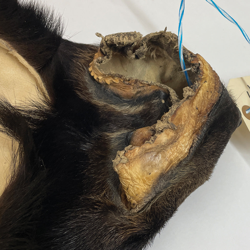 Black Bear 6.7 1/2FT For Taxidermy
