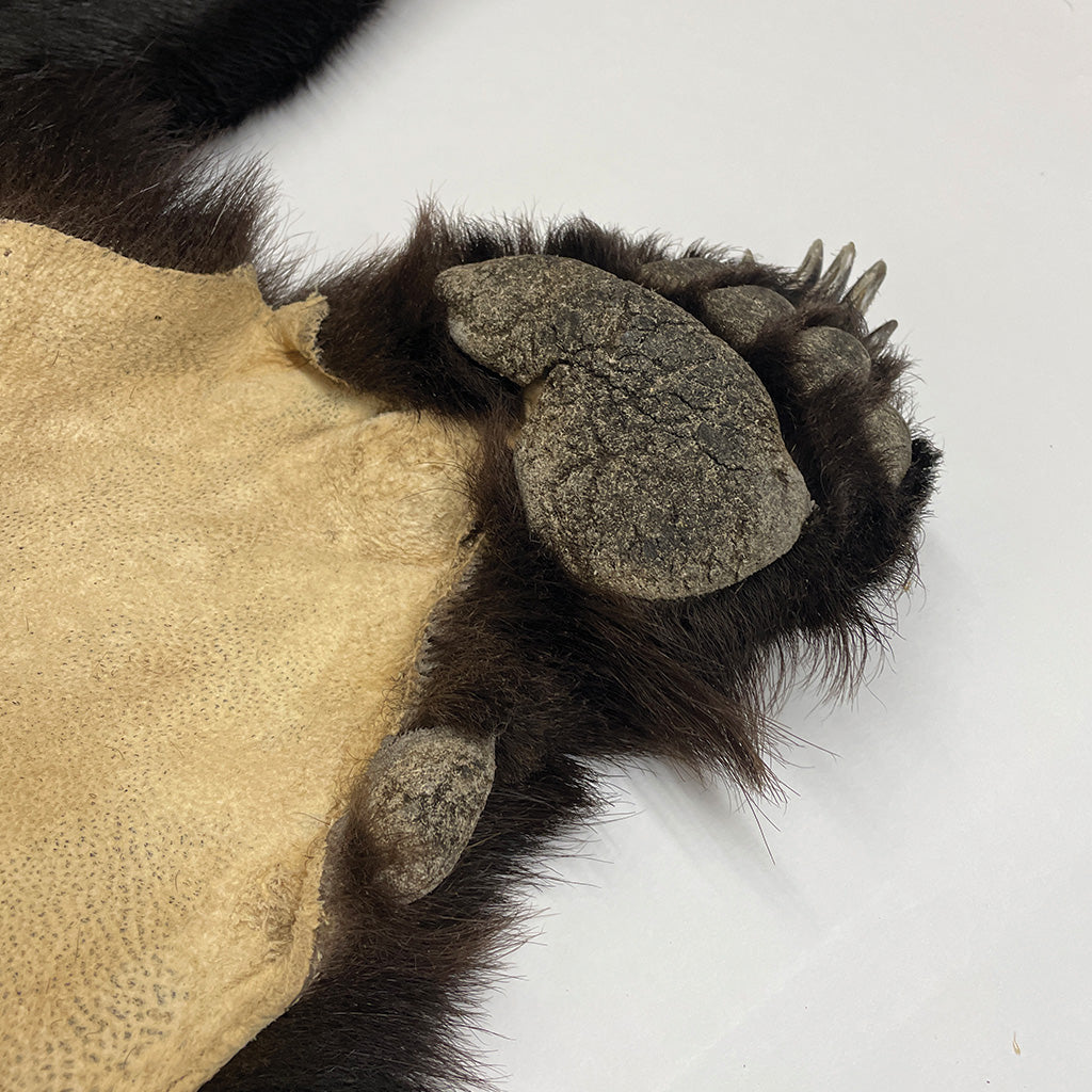 Black Bear 6.7 1/2FT For Taxidermy