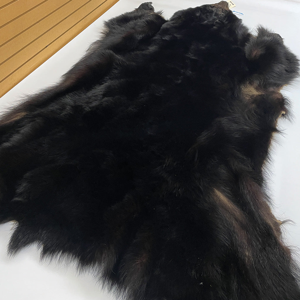 Black Bear 6.7 1/2FT For Taxidermy