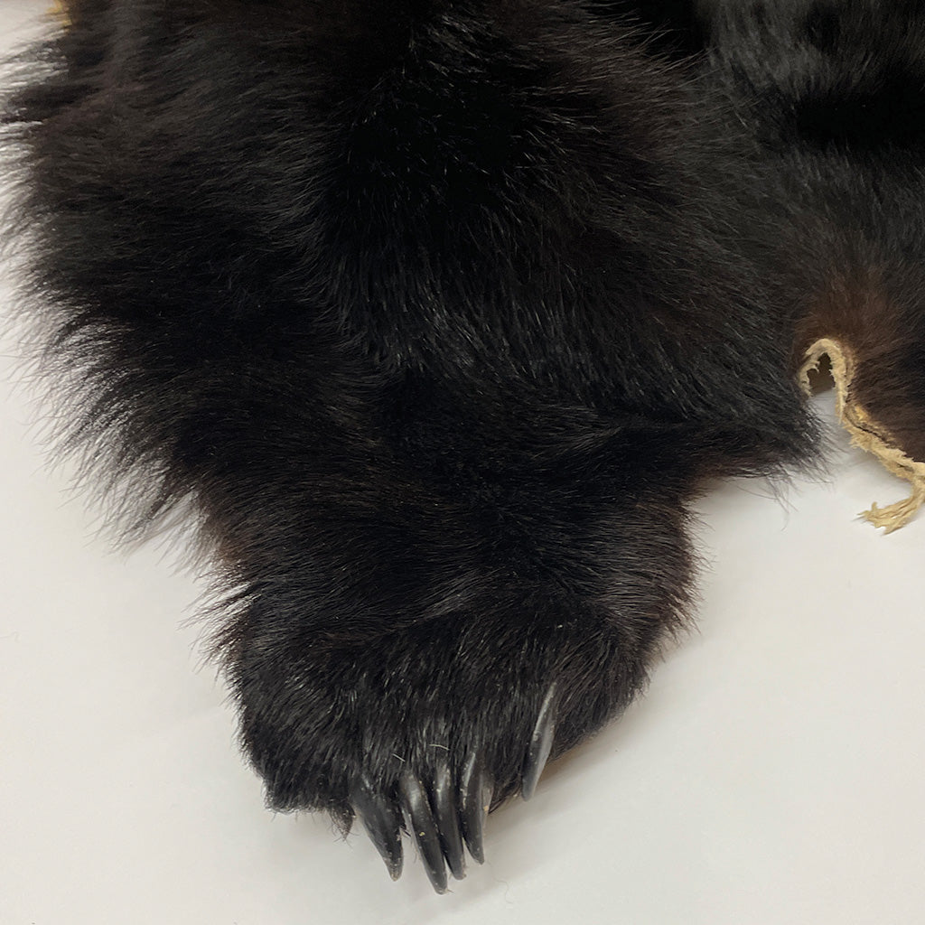 Black Bear 6.7 1/2FT For Taxidermy
