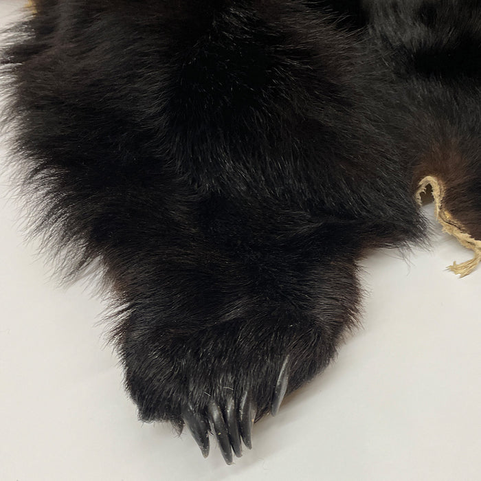 Black Bear 6.7 1/2FT For Taxidermy