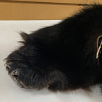 Black Bear 6.7 1/2FT For Taxidermy