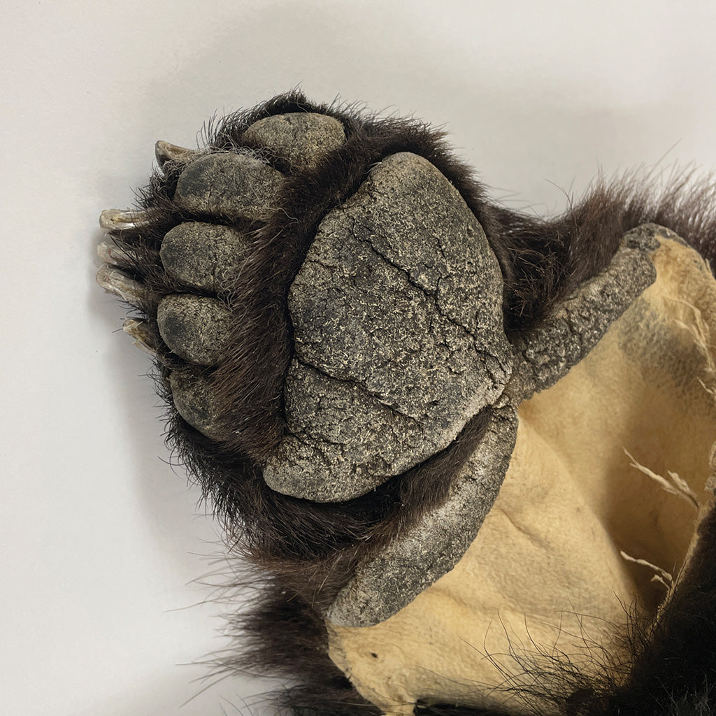 Black Bear 6.7 1/2FT For Taxidermy