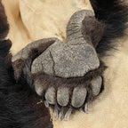 Black Bear 6.7 1/2FT For Taxidermy