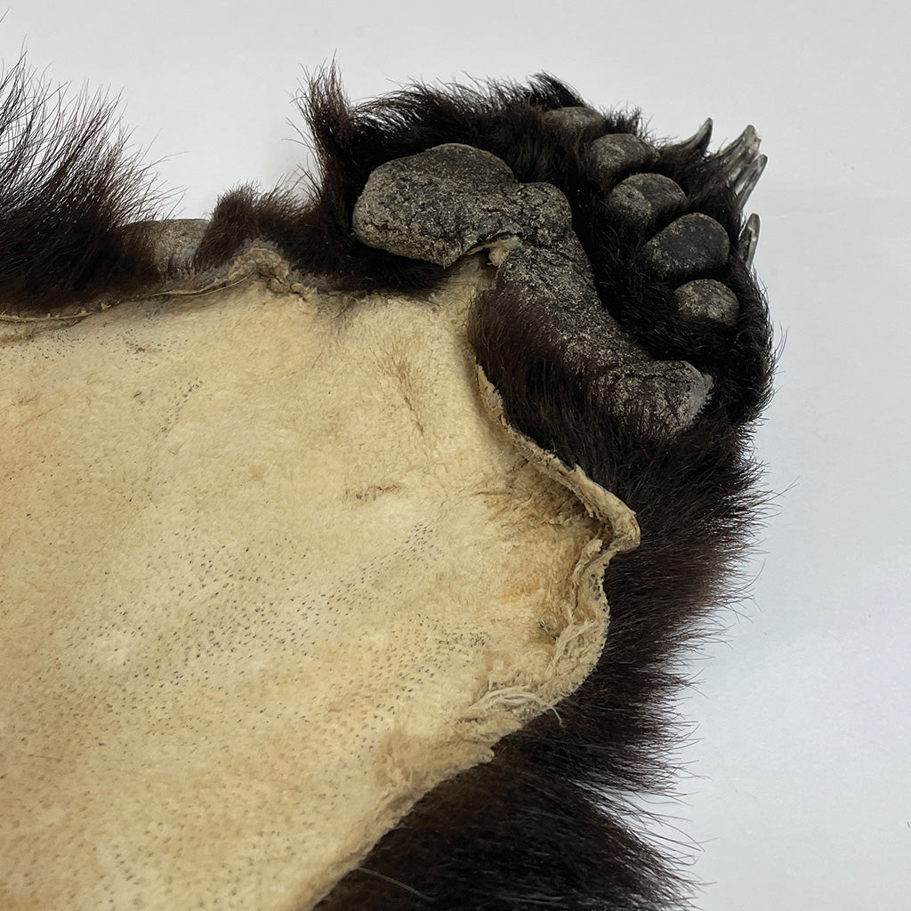 Black Bear 6.7 1/2FT For Taxidermy