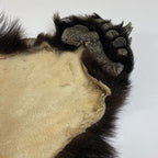 Black Bear 6.7 1/2FT For Taxidermy