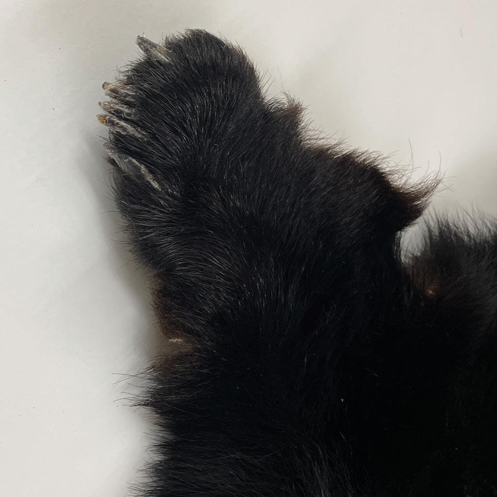 Black Bear 6.7 1/2FT For Taxidermy