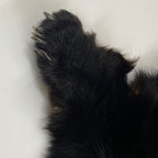 Black Bear 6.7 1/2FT For Taxidermy