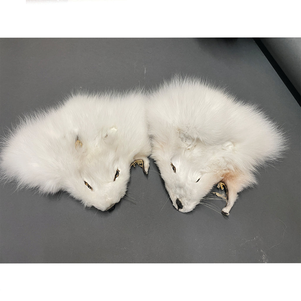 Dressed Fur Faces
