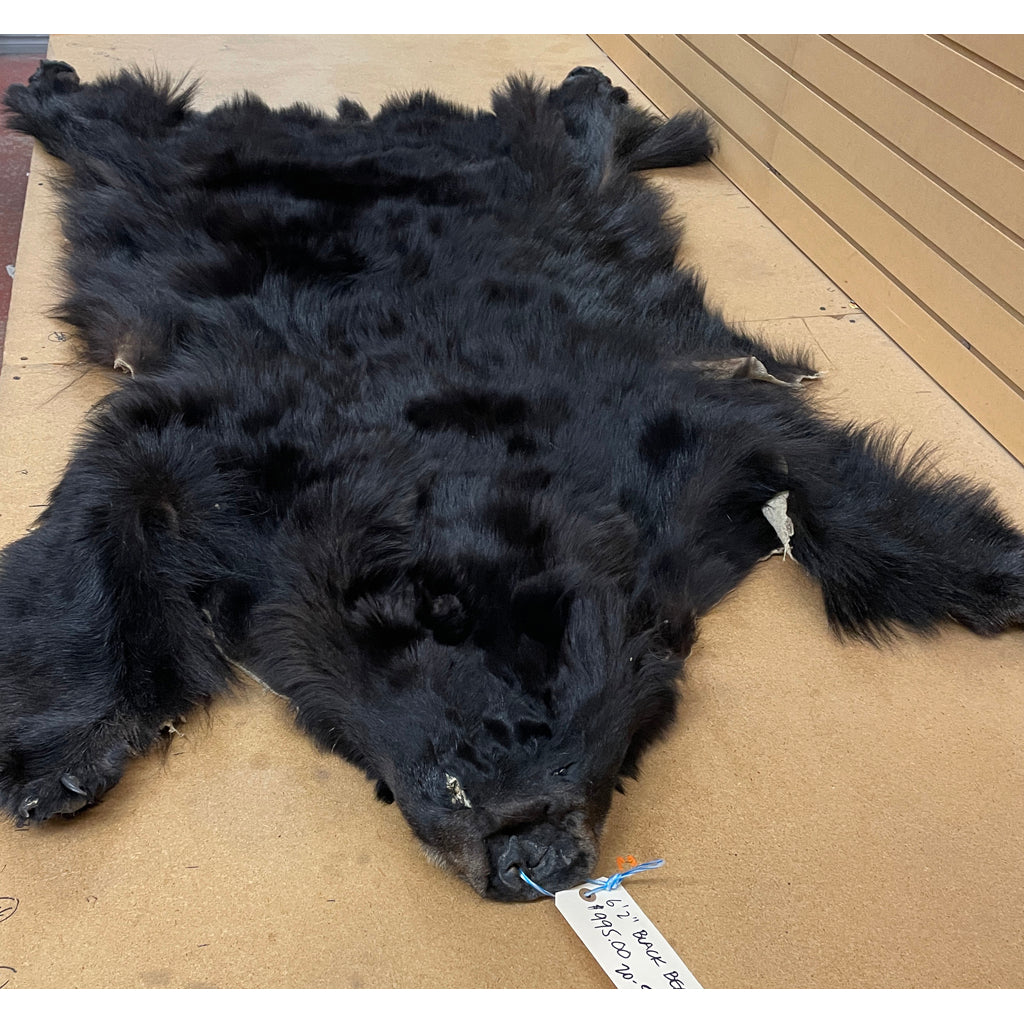 Black Bear Hide - Taxidermy Ready 6.2FT