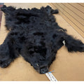 Black Bear Hide - Taxidermy Ready 6.2FT