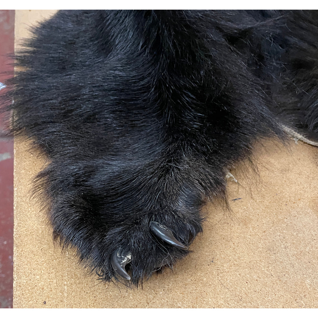Black Bear Hide - Taxidermy Ready 6.2FT