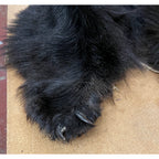 Black Bear Hide - Taxidermy Ready 6.2FT