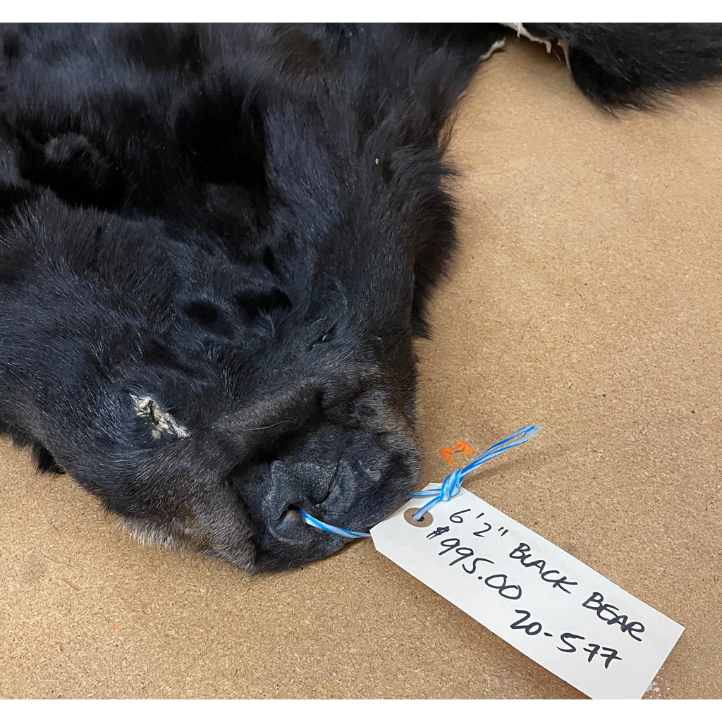 Black Bear Hide - Taxidermy Ready 6.2FT