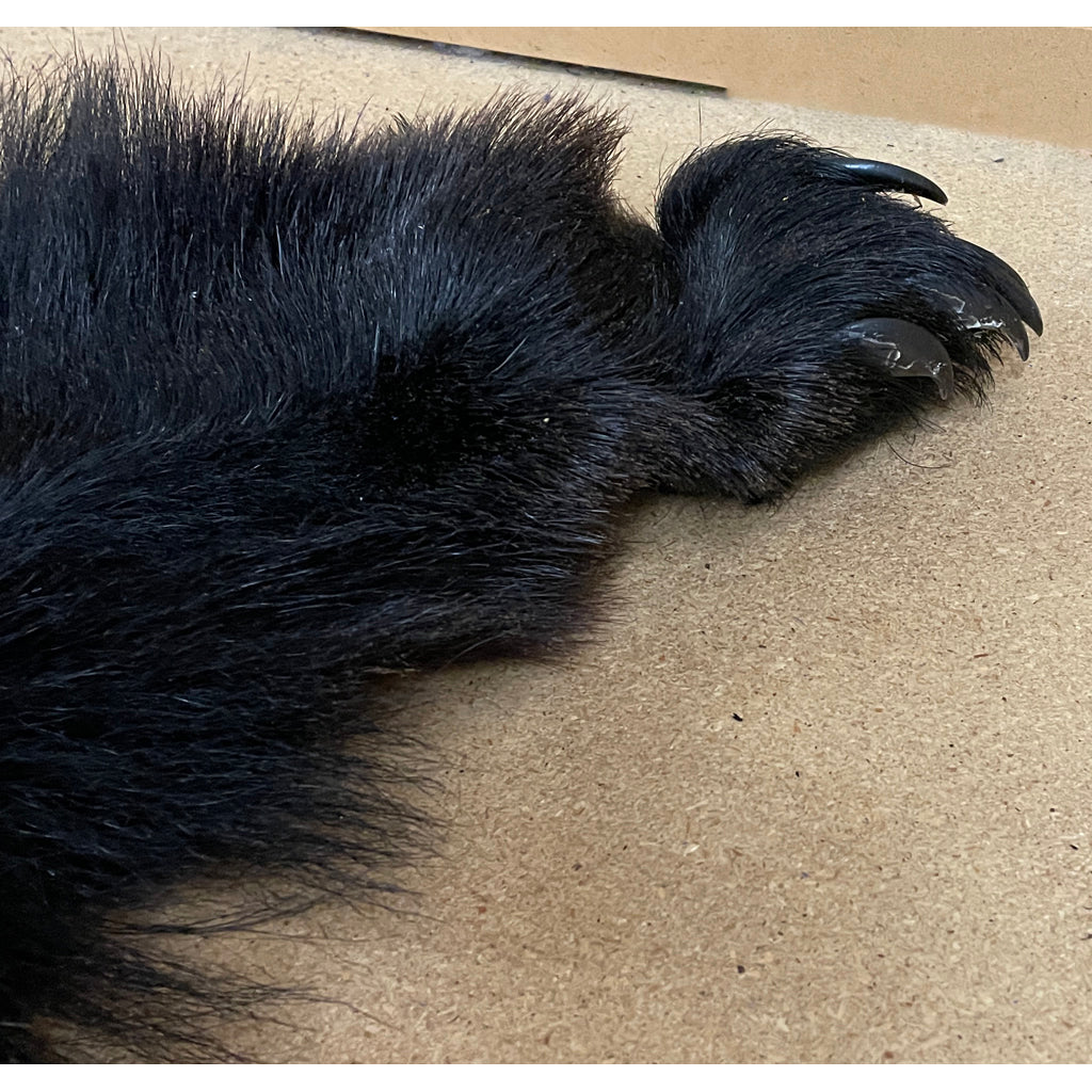Black Bear Hide - Taxidermy Ready 6.2FT