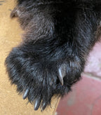 Black Bear Hide - Taxidermy Ready 6.2FT