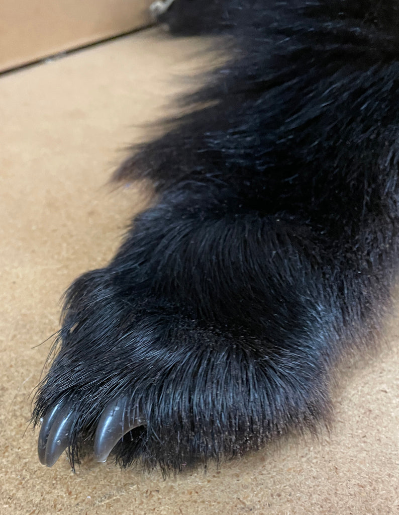 Black Bear Hide - Taxidermy Ready 6.2FT