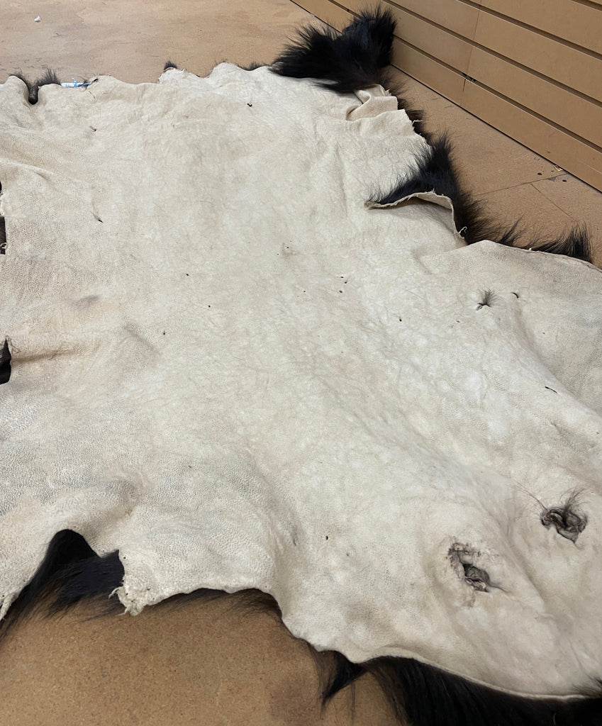 Black Bear Hide - Taxidermy Ready 6.2FT