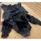 Black Bear Rug 6.5FT For Taxidermy
