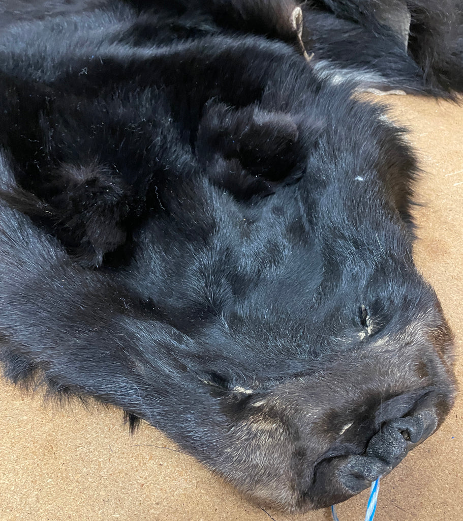 Black Bear Rug 6.5FT For Taxidermy
