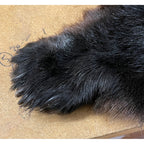 Black Bear Rug 6.5FT For Taxidermy