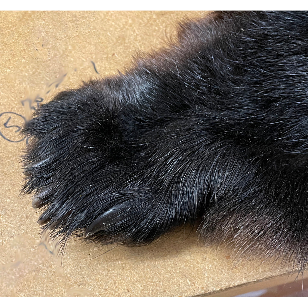 Black Bear Rug 6.5FT For Taxidermy