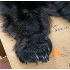 Black Bear Rug 6.5FT For Taxidermy