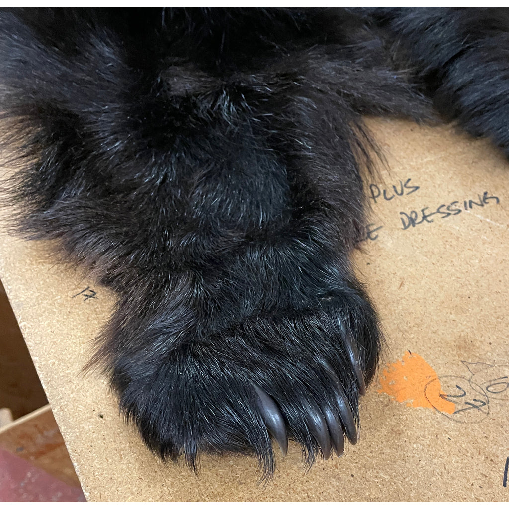 Black Bear Rug 6.5FT For Taxidermy