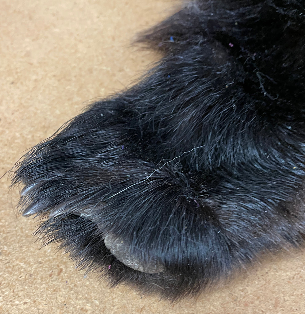 Black Bear Rug 6.5FT For Taxidermy