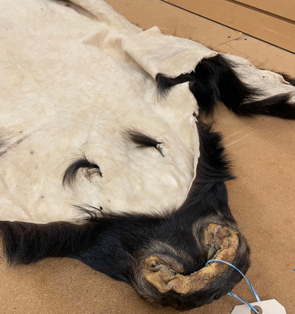 Black Bear Rug 6.5FT For Taxidermy