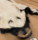 Black Bear Rug 6.5FT For Taxidermy