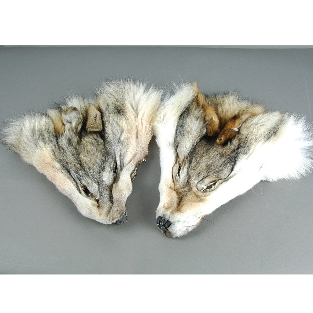 Timberwolf Faces - Tanned