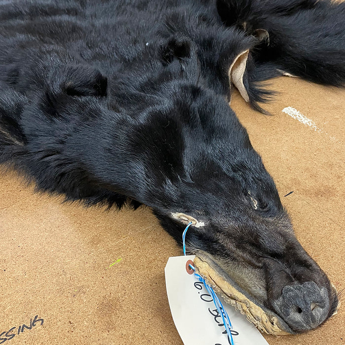 Black Bear 6.0 FT For Taxidermy