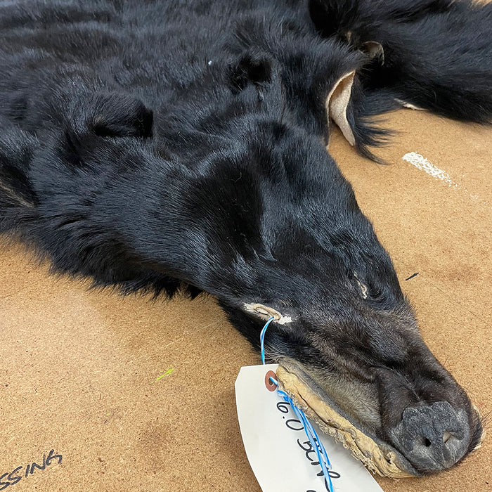 NEW Black Bear 6.0 FT For Taxidermy