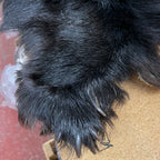 Black Bear 6.0 FT For Taxidermy