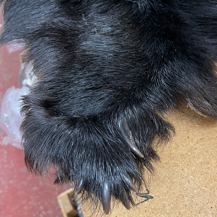 Black Bear 6.0 FT For Taxidermy