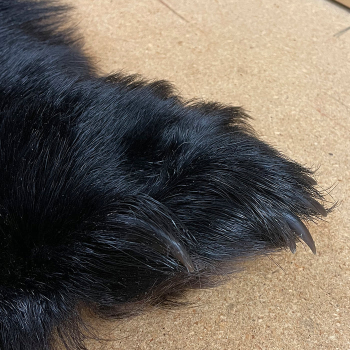 Black Bear 6.0 FT For Taxidermy