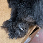 Black Bear 6.0 FT For Taxidermy