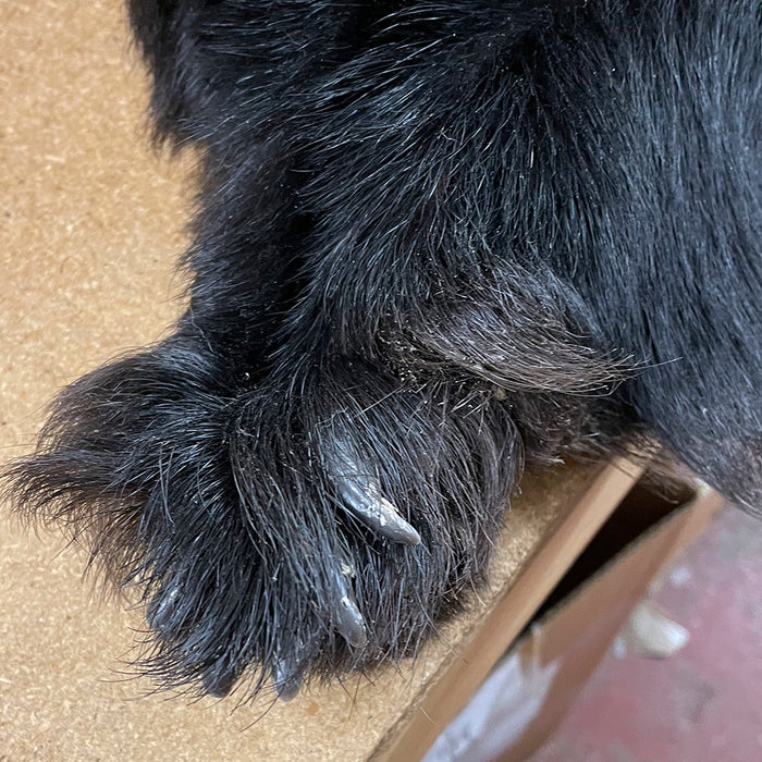 Black Bear 6.0 FT For Taxidermy