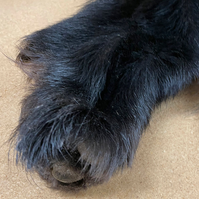 Black Bear 6.0 FT For Taxidermy