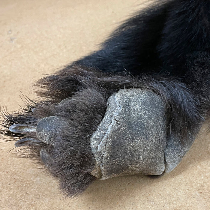 Black Bear 6.0 FT For Taxidermy