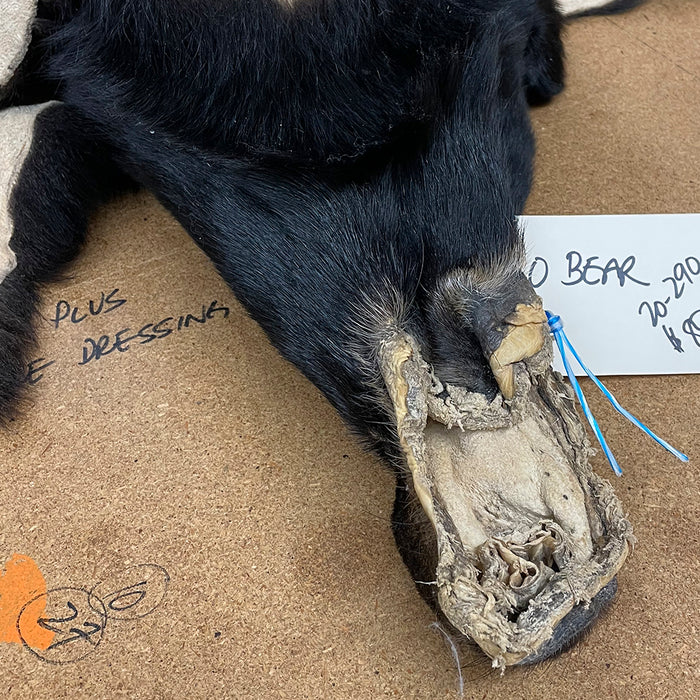 Black Bear 6.0 FT For Taxidermy