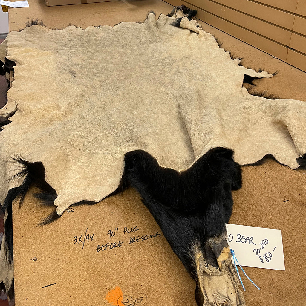 Black Bear 6.0 FT For Taxidermy