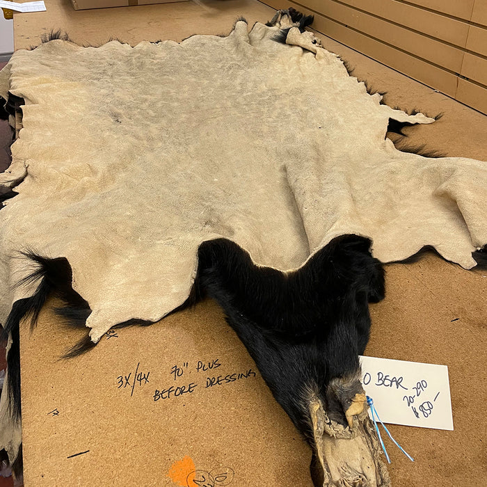 Black Bear 6.0 FT For Taxidermy