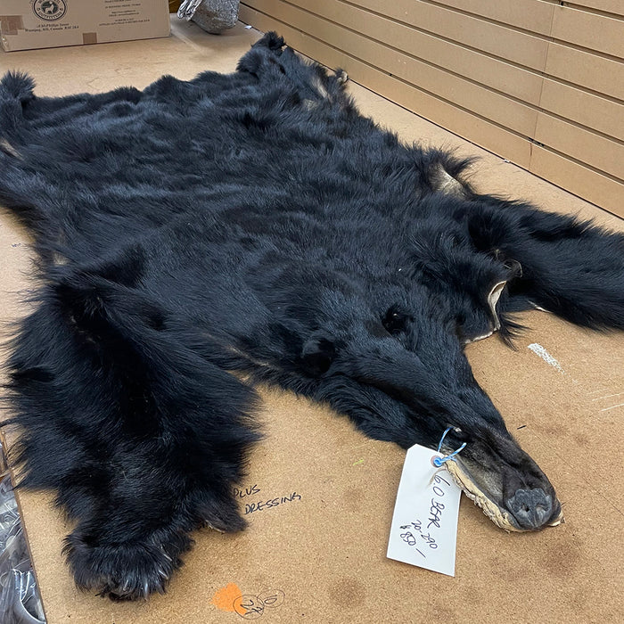 Black Bear 6.0 FT For Taxidermy