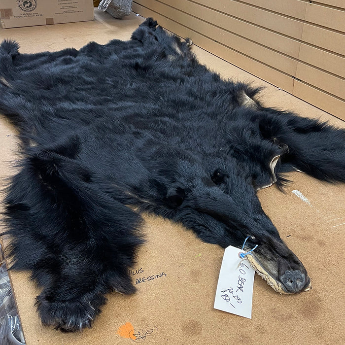 NEW Black Bear 6.0 FT For Taxidermy