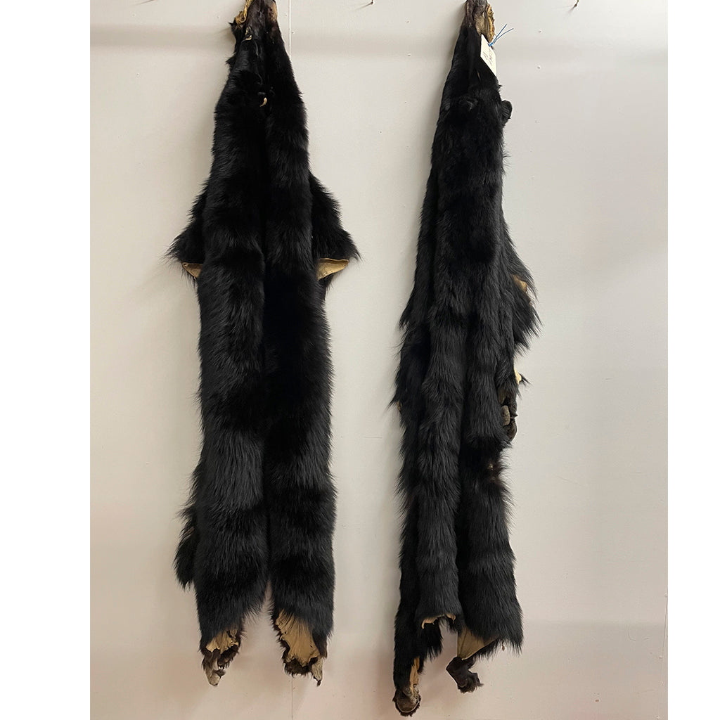 Black Bear 6.0 FT For Taxidermy