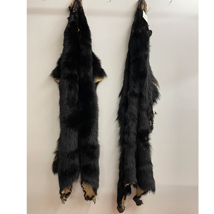 Black Bear 6.0 FT For Taxidermy